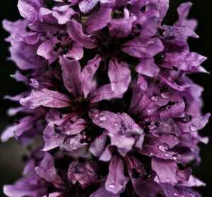 Close-up of wet purple flowers