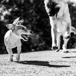 Black and white action shot of tsunami the jack russell terrier and rex the german shepherd running