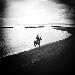 Dog standing on beach