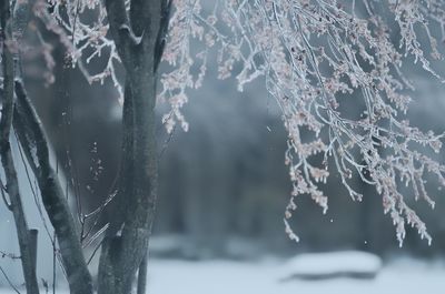 Close-up of frozen tree during winter