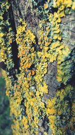 Close-up of yellow tree trunk
