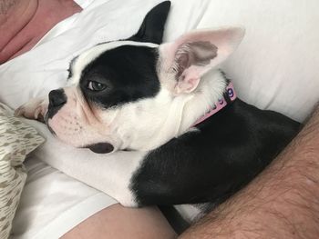 Dog relaxing on sofa at home