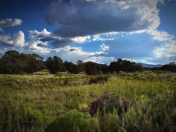 Scenic view of grassy field against cloudy sky