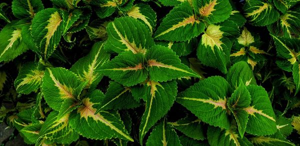 Full frame shot of green leaves