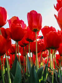 Close-up of pink tulips