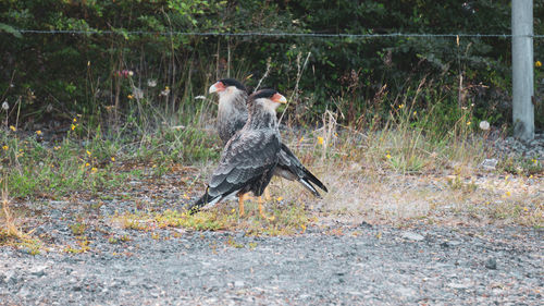 Two birds flying over land