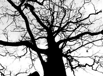 Low angle view of bare tree against sky