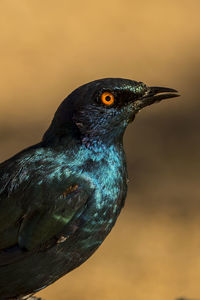 Close-up of bird