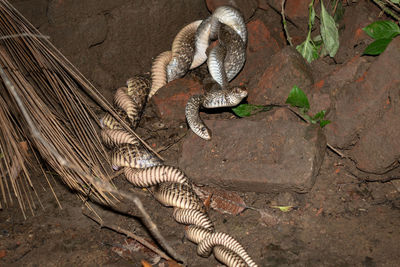 Two indian rat snakes are mating in an abandoned place in the dark night. 