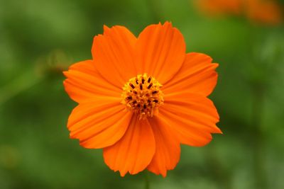 Close-up of orange flower blooming outdoors