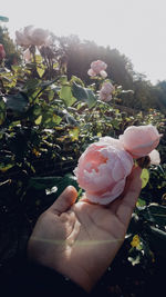 Close-up of hand holding flower