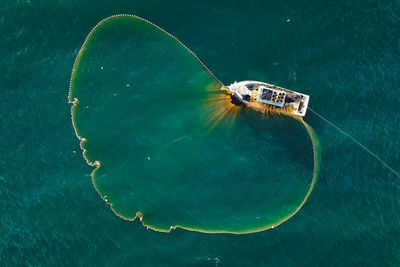 High angle view of turtle in sea