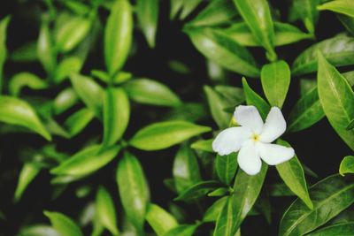 Close-up of white flowers blooming outdoors