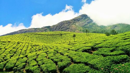 Scenic view of tea plantation by mountain against sky