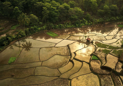 High angle view of man walking on footpath by plants