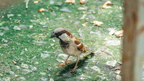 Close-up of bird perching on a land