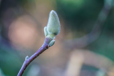 Close-up of flower buds growing outdoors