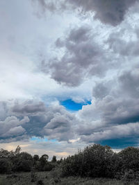 Low angle view of trees on field against sky