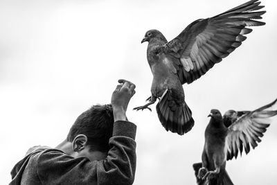 Low angle view of pigeons and boy