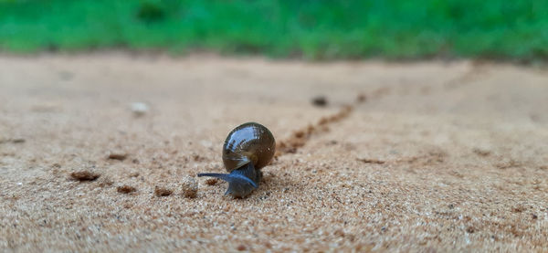 Close-up of caterpillar on sand