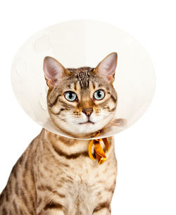 Close-up portrait of a cat against white background