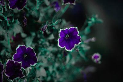 Close-up of purple flowering plants