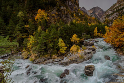 Scenic view of stream flowing through rocks in forest