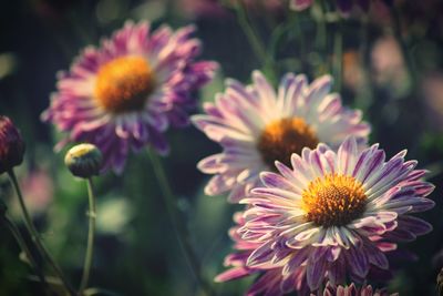 Close-up of pink flowering plants