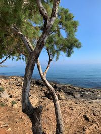 Tree by sea against sky
