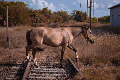 Side view of horse on field