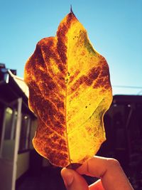 Close-up of person holding autumn leaves