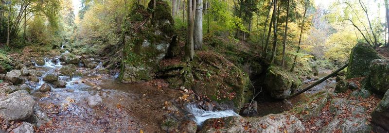 Stream flowing through rocks in forest