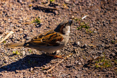 Close-up of bird perching on a land