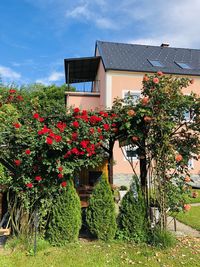 Flowering plants by building against sky