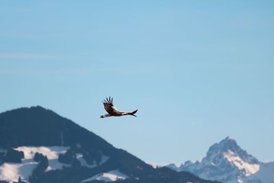 Low angle view of bird flying against mountain range