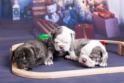 Close-up of english bulldog puppies sleeping on christmas backdrop