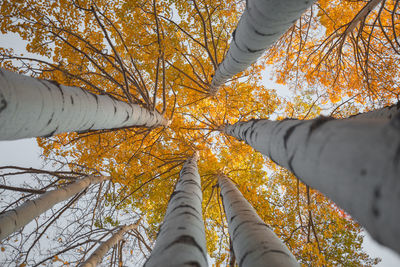 Directly below shot of autumn trees in forest