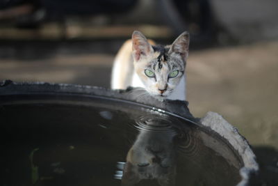 Portrait of a cat drinking water