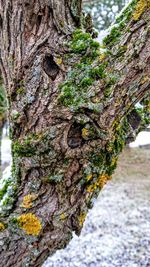 Close-up of moss on tree trunk