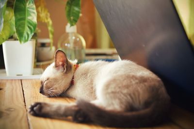 Cat sleeping on table