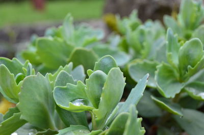 Close-up of fresh green plant