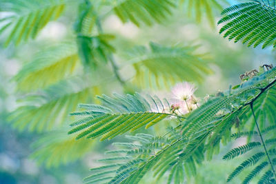 Close-up of green leaves