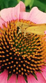 Close-up of pink flower