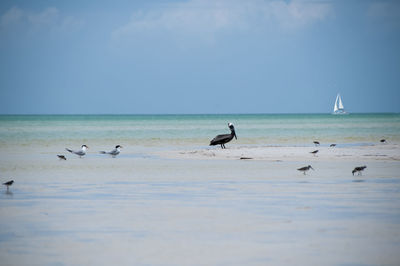 Sea birds fly over the caribbean ocean, on the horizon a sailboat sails on the tropical sea. 
