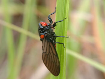 Close-up of insect on leaf