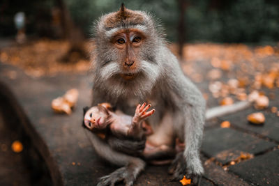 Mother long tailed monkey holding her baby