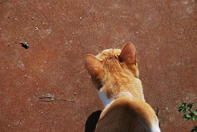 High angle view of cat on street