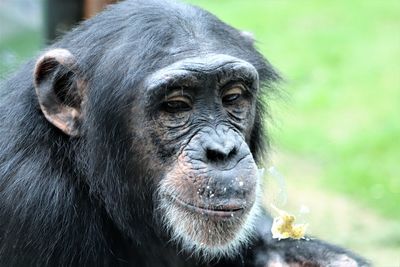 Close-up portrait of a monkey