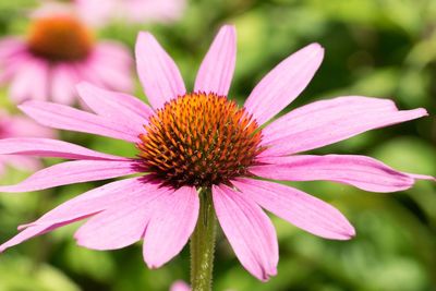 Close-up of purple coneflower blooming outdoors