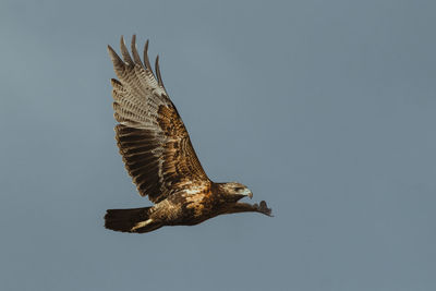 Low angle view of eagle flying against clear sky